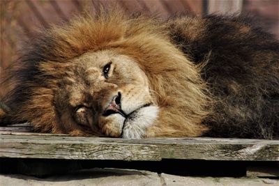 Close-up of a cat resting