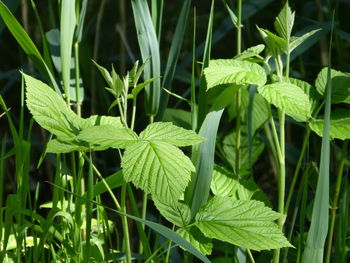 High angle view of plants growing on field