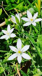 plant