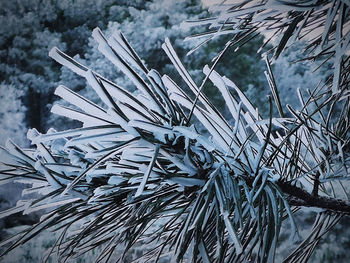 Close-up of pine tree during winter