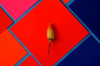 Directly above shot of chili pepper on colorful table