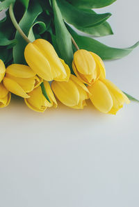 Close-up of yellow flower against white background