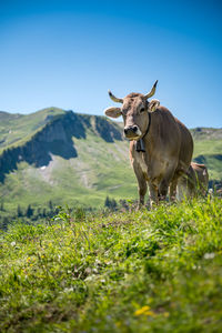 Cow in a field