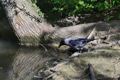 High angle view of bird on rock by lake