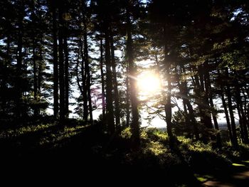 Sun shining through trees in forest