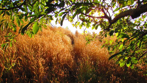 Plants growing on field