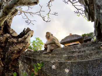 Monkeys sitting on rock