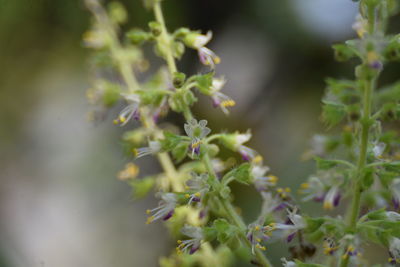 Close-up of purple flowering plant