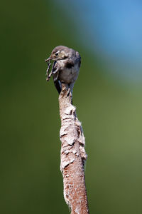 Young white wagtail on bullrush