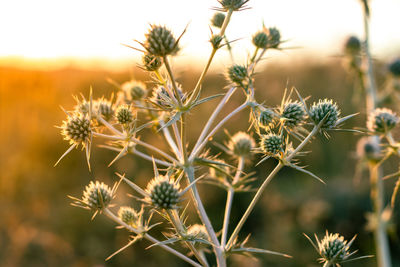 Close-up of flowering plant on field
