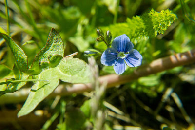 Close-up of purple flowering plant