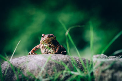 Close-up of frog on rock