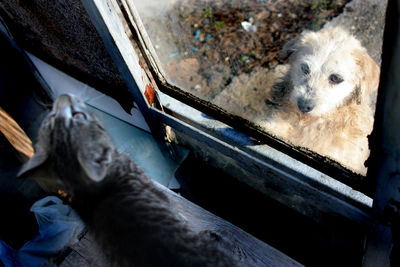 High angle portrait of dog relaxing by car