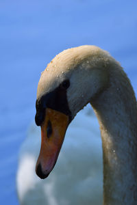 Close-up of swan