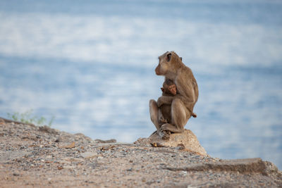 Monkey sitting on rock against sea