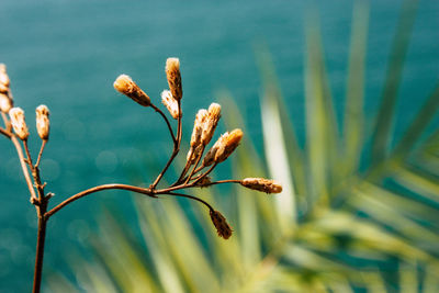 Close-up of wilted plant