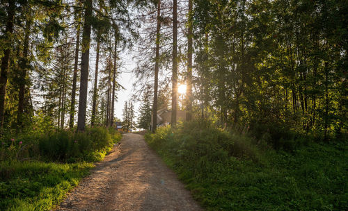 View of pine trees in forest