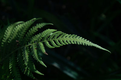 Close-up of fern leaves