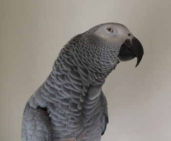 Close-up of a bird