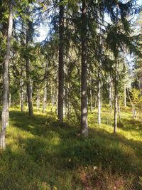 Trees on field in forest