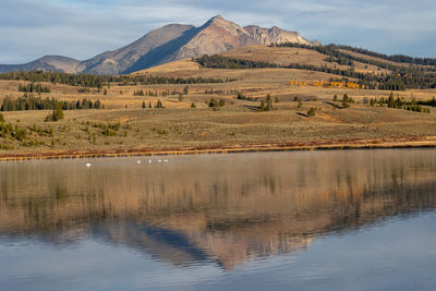 Swans swimming in a lake in yellowstone with beautiful mountain reflection