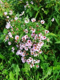 Close-up of pink flowers