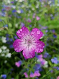 Close-up of wet pink flower