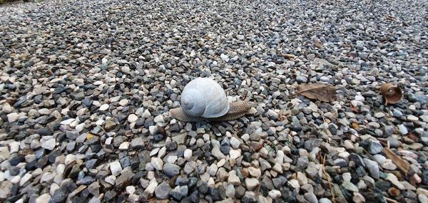 High angle view of shells on beach