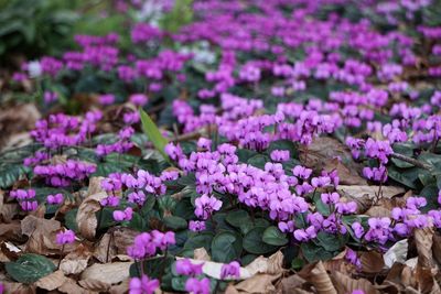 Close-up of pink flowering plants