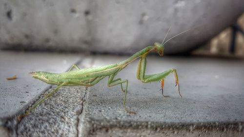 Close-up of grasshopper