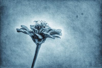 Close-up of flower plant against white background