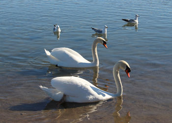 A pair of swans 