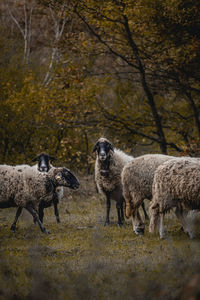 A flock of sheep and their guard dog near the small village of varshilo in the strandzha mountains