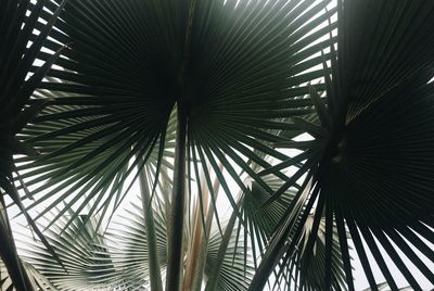 Low angle view of palm trees