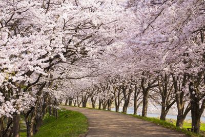 View of cherry blossom trees