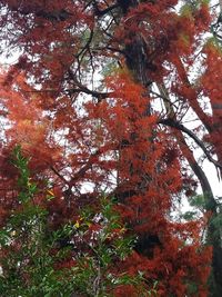 Low angle view of bird on tree