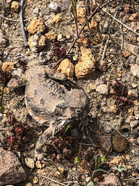 High angle view of animal on field