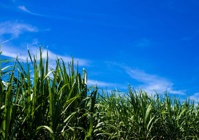 Plants growing on field against blue sky