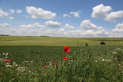 Scenic view of poppy field against sky