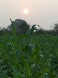 Plants growing on field against sky