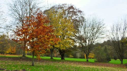 Trees on grassy field in park