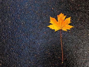 High angle view of yellow maple leaf on autumn leaves