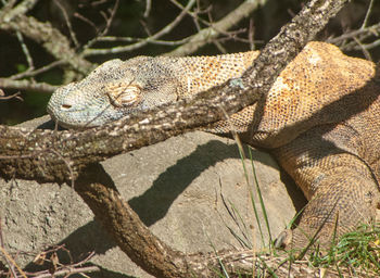 Close-up of a lizard on tree