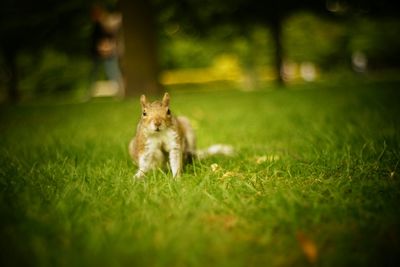 Cat on grassy field