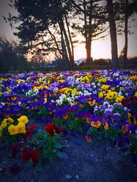 Close-up of flowers against trees
