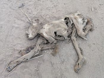 High angle view of dead baboon 