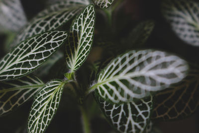 Close-up of potted plant leaves