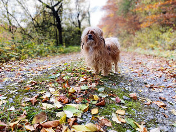 Dog on field during autumn