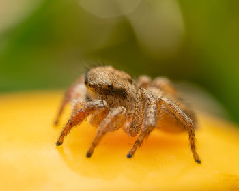 Extreme close up of a jumping spider.