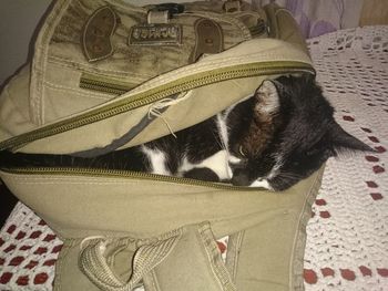 Close-up of cat on bed